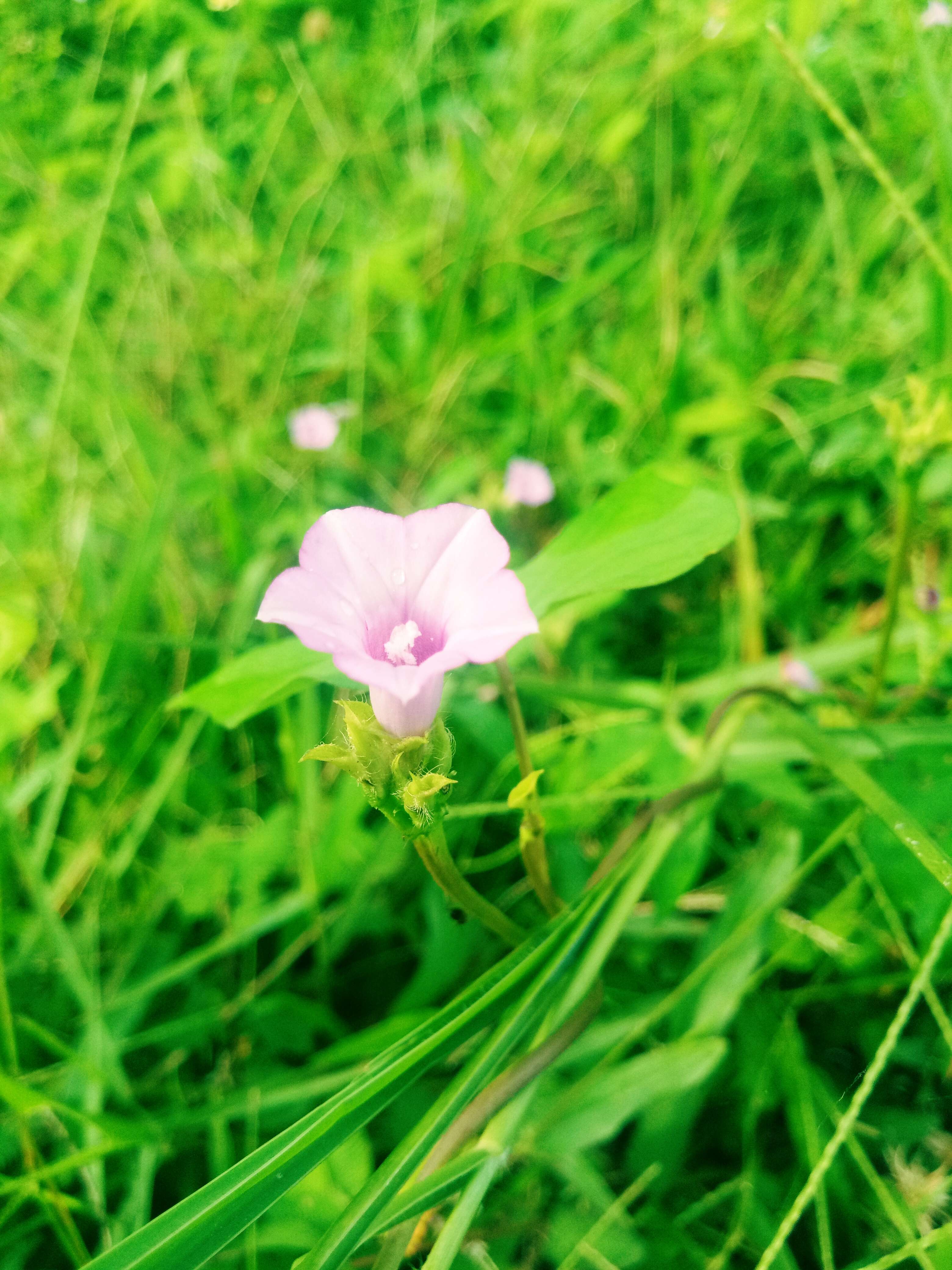 Plancia ëd Ipomoea triloba L.