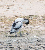 Image of avocet, pied avocet