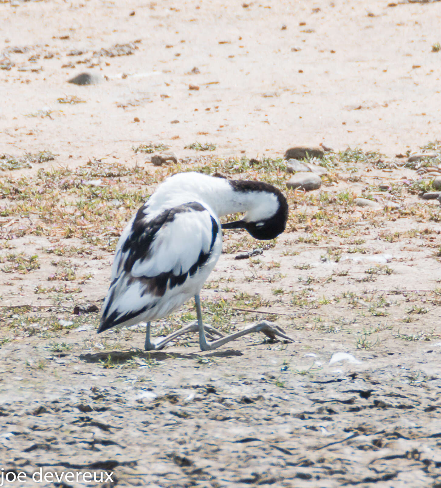 Image of avocet, pied avocet