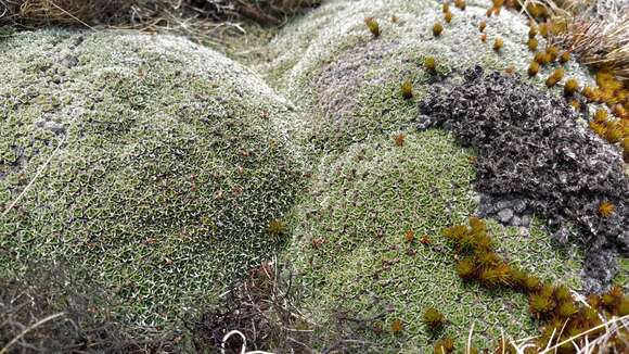 Image of Myosotis pulvinaris Hook. fil.