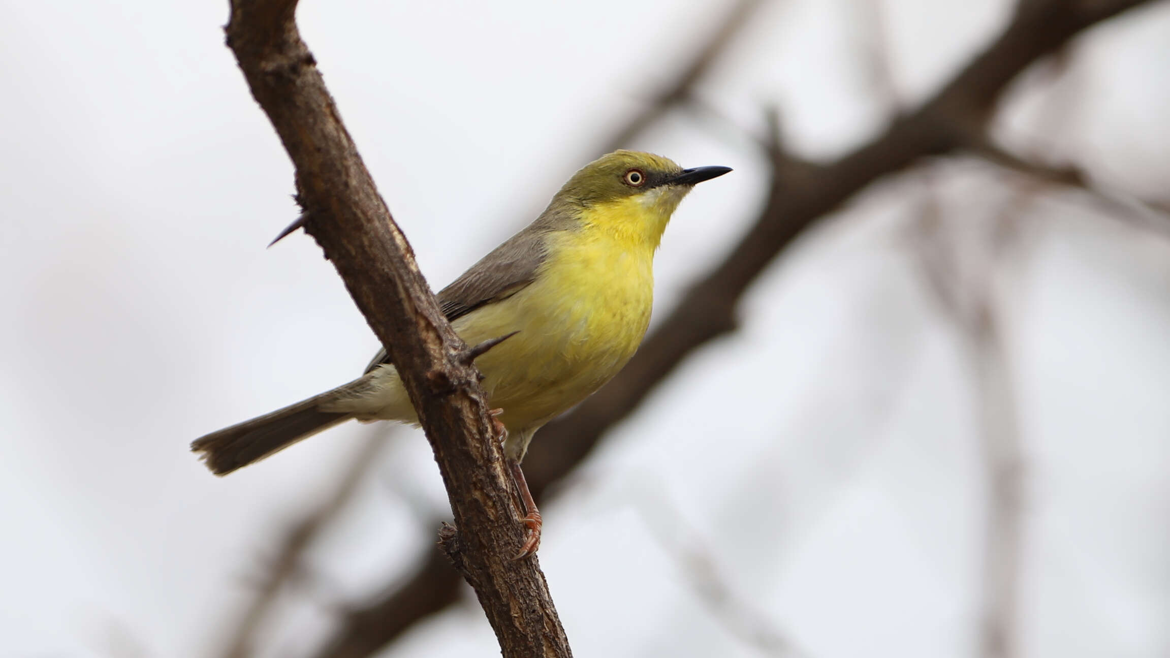 Image of Green-capped Eremomela