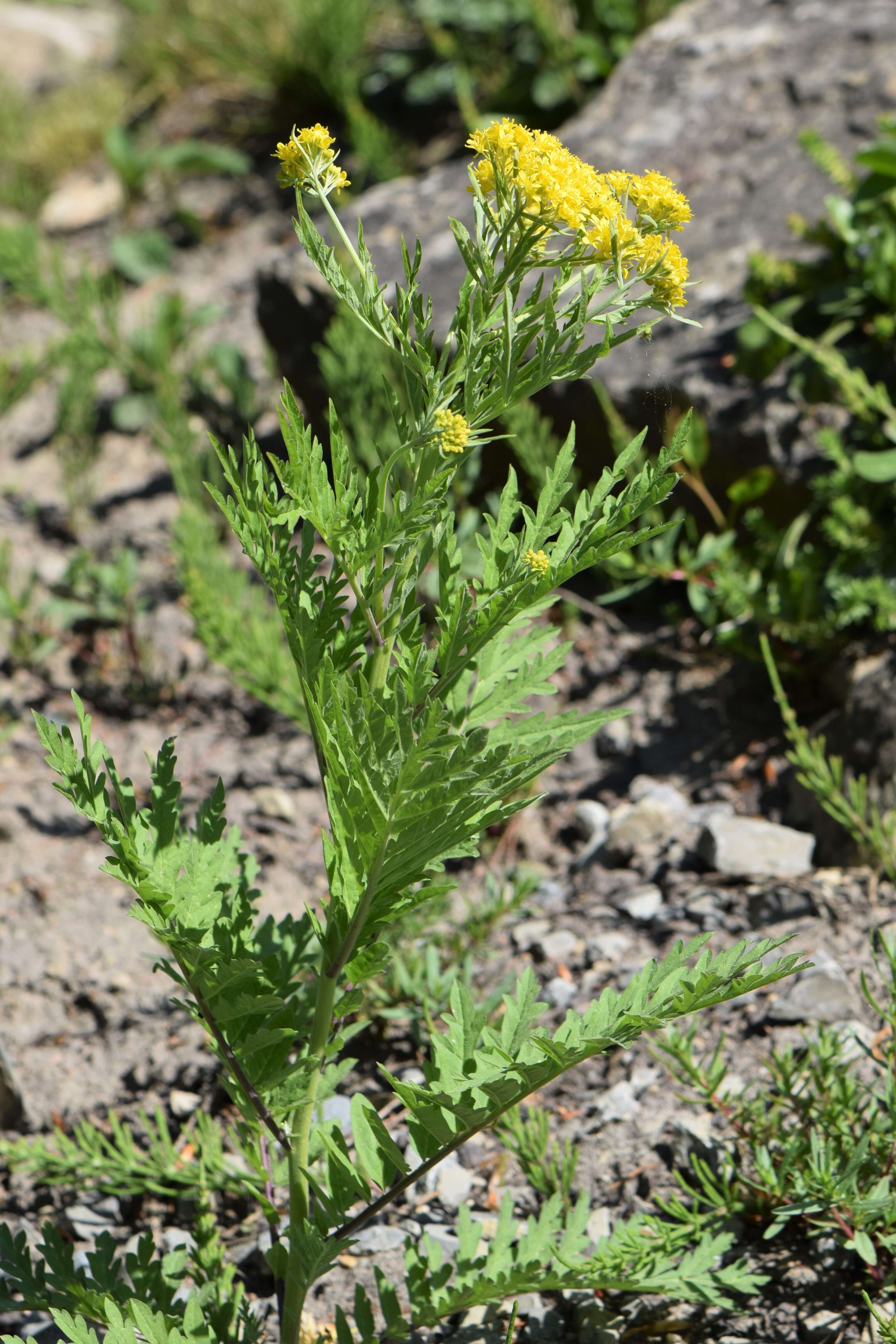 Image of Descurainia tanacetifolia (L.) Prantl