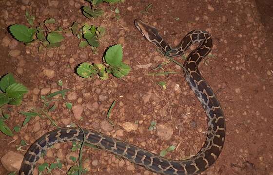 Image of Asiatic rock python