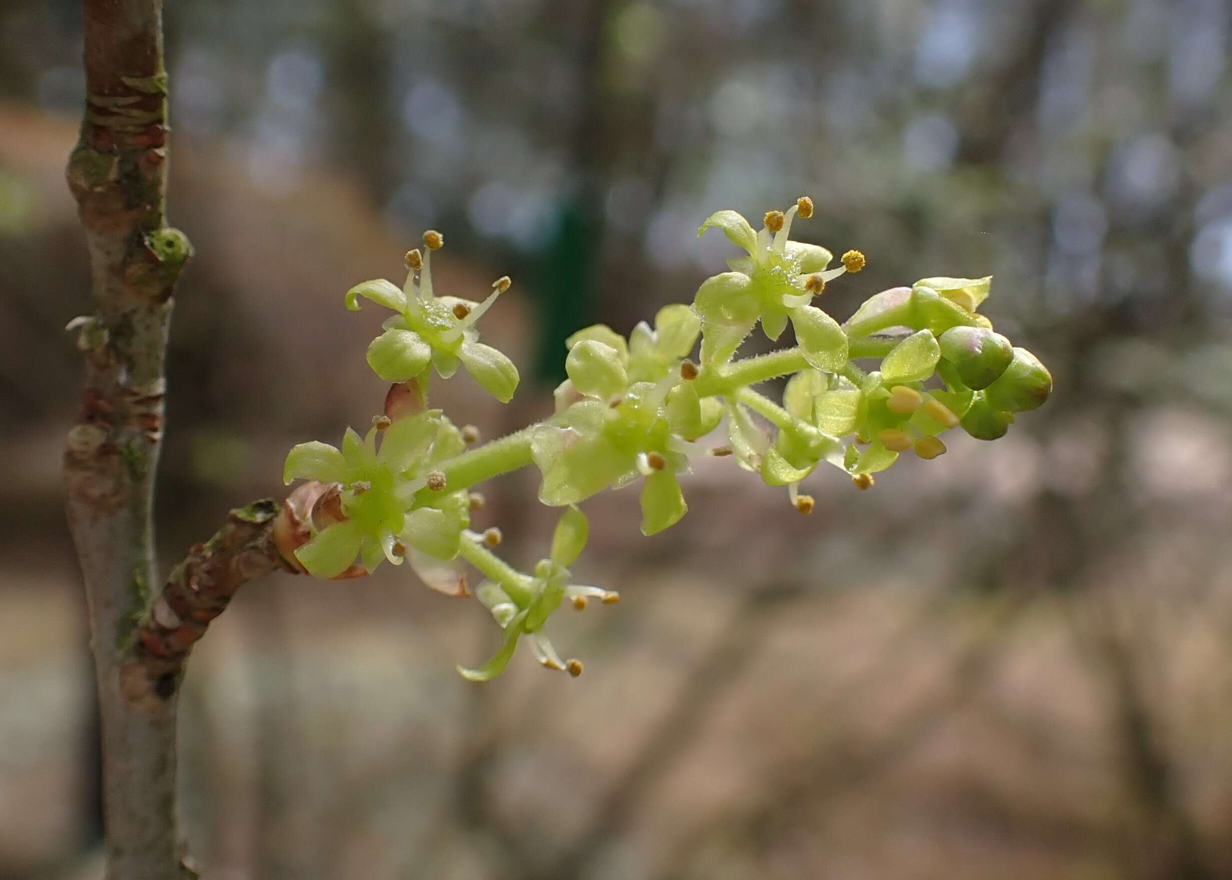 Image of Orixa japonica Thunb.