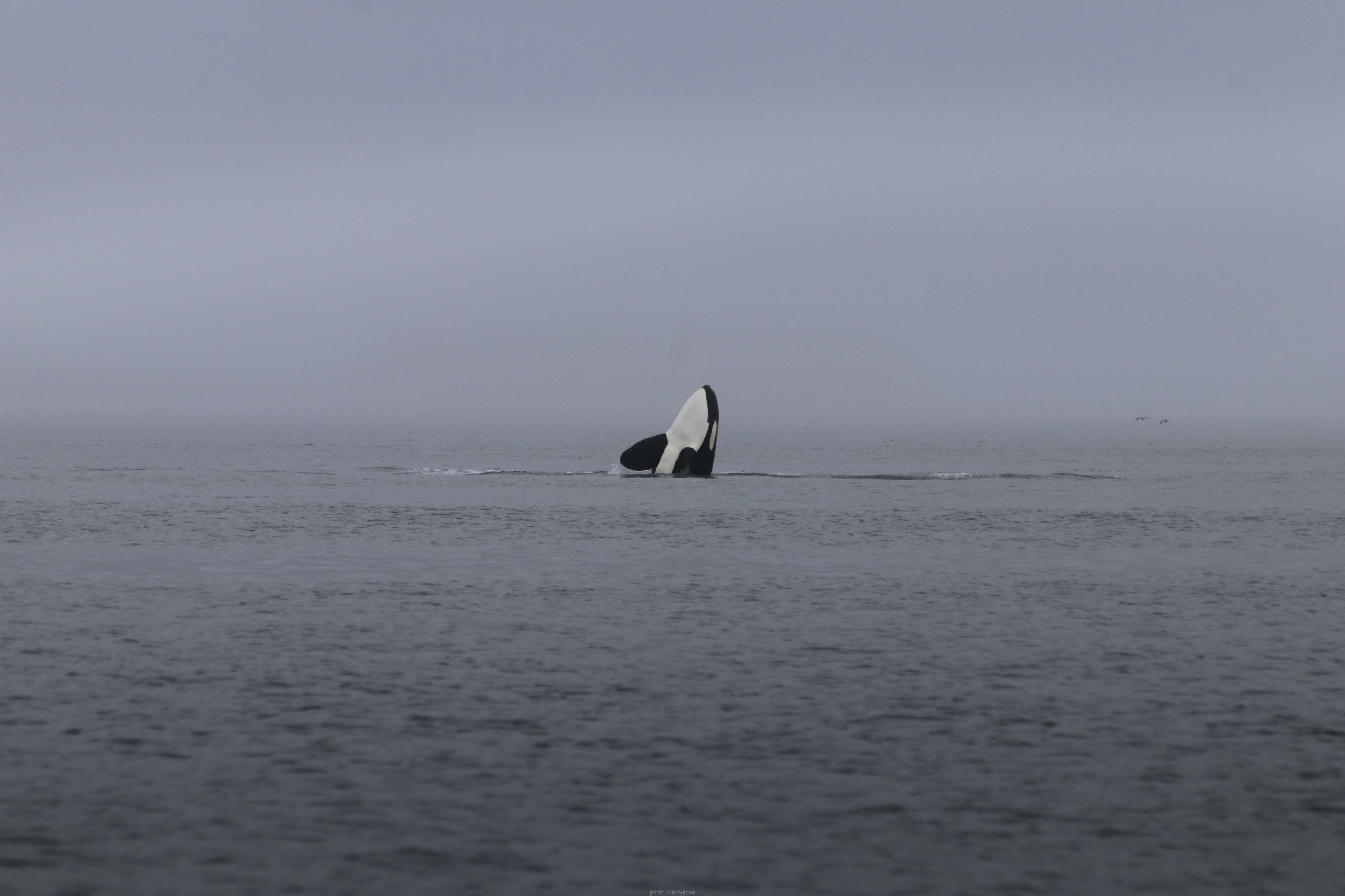 Image of killer whale