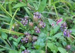 Image of common selfheal