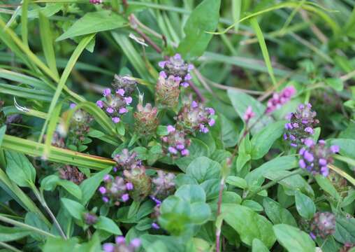 Image of common selfheal