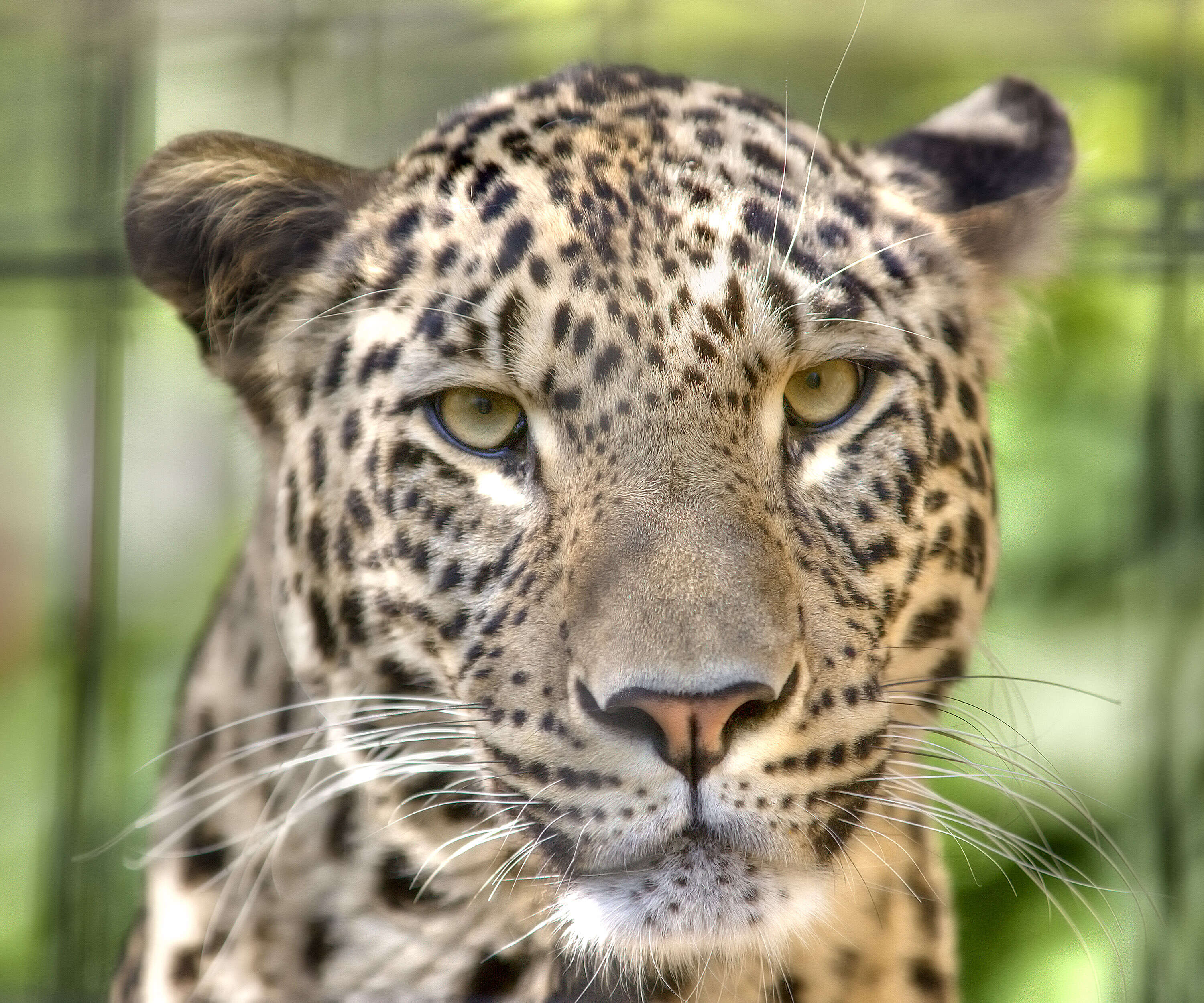 Image of Persian leopard