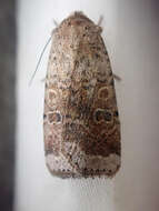 Image of Abagrotis scopeops Dyar 1904