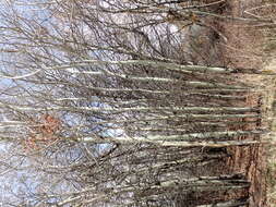 Image of quaking aspen