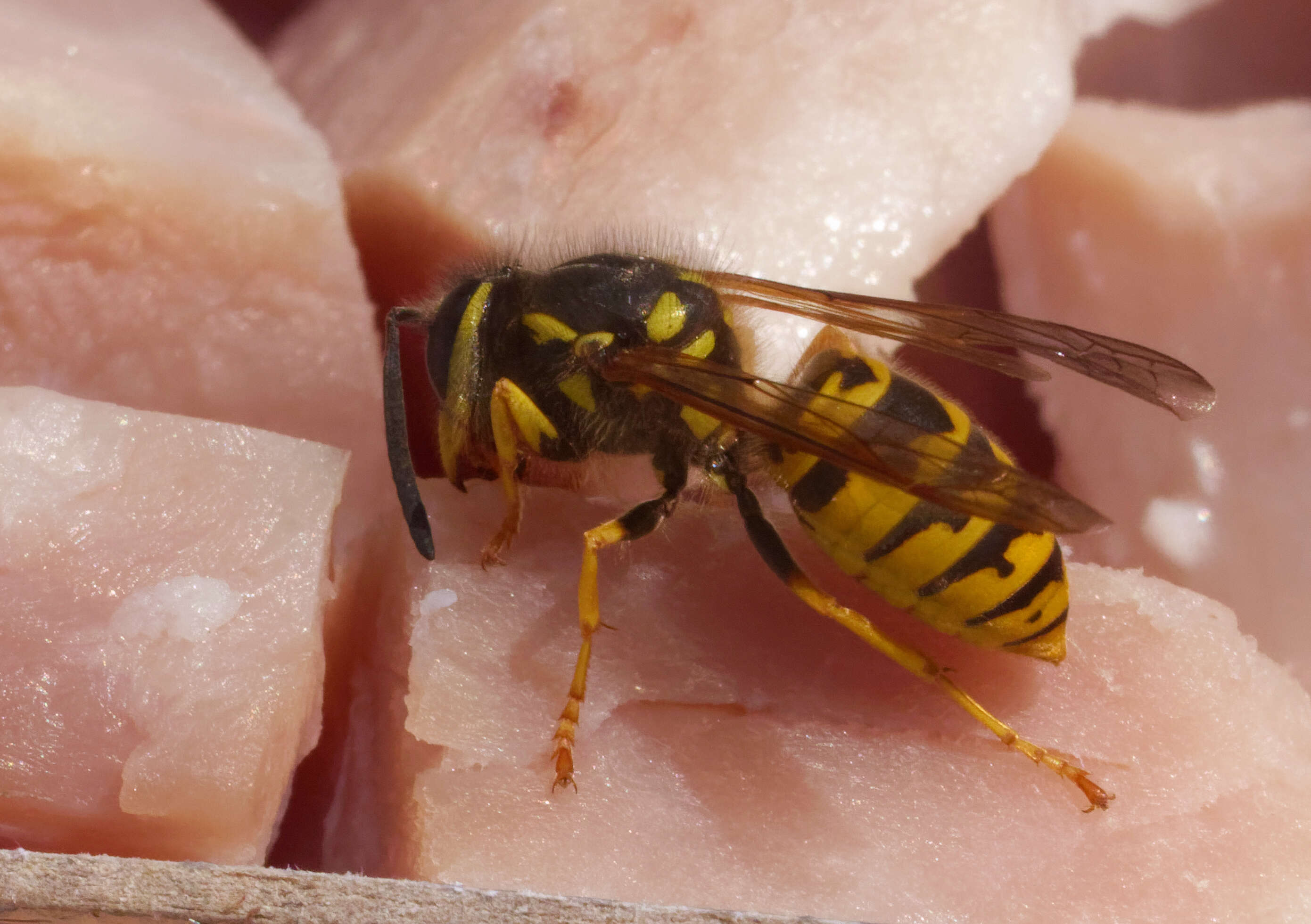 Image of Common wasp