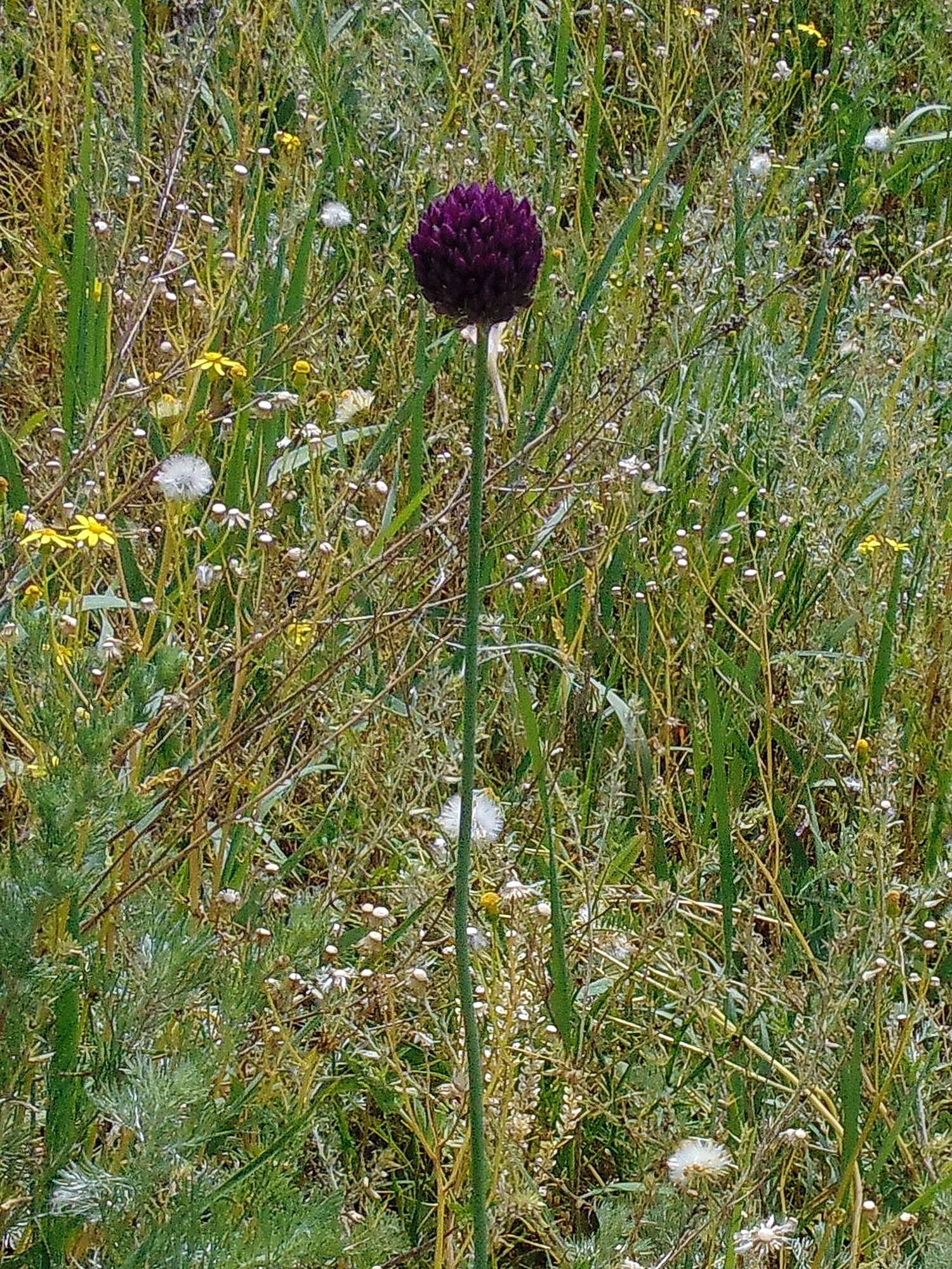 Image of sand leek