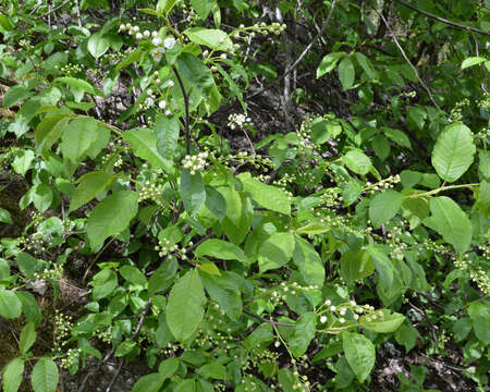 Image of Bird Cherry