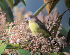 Image of Lemon-rumped Tanager