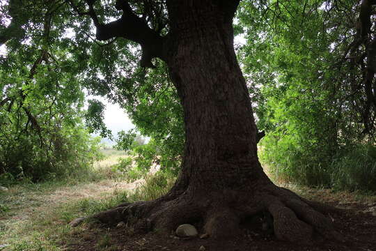 Image of Mt. Atlas mastic tree