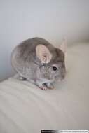 Image of Short-tailed Chinchilla