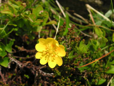 Image of Potentilla aurea L.