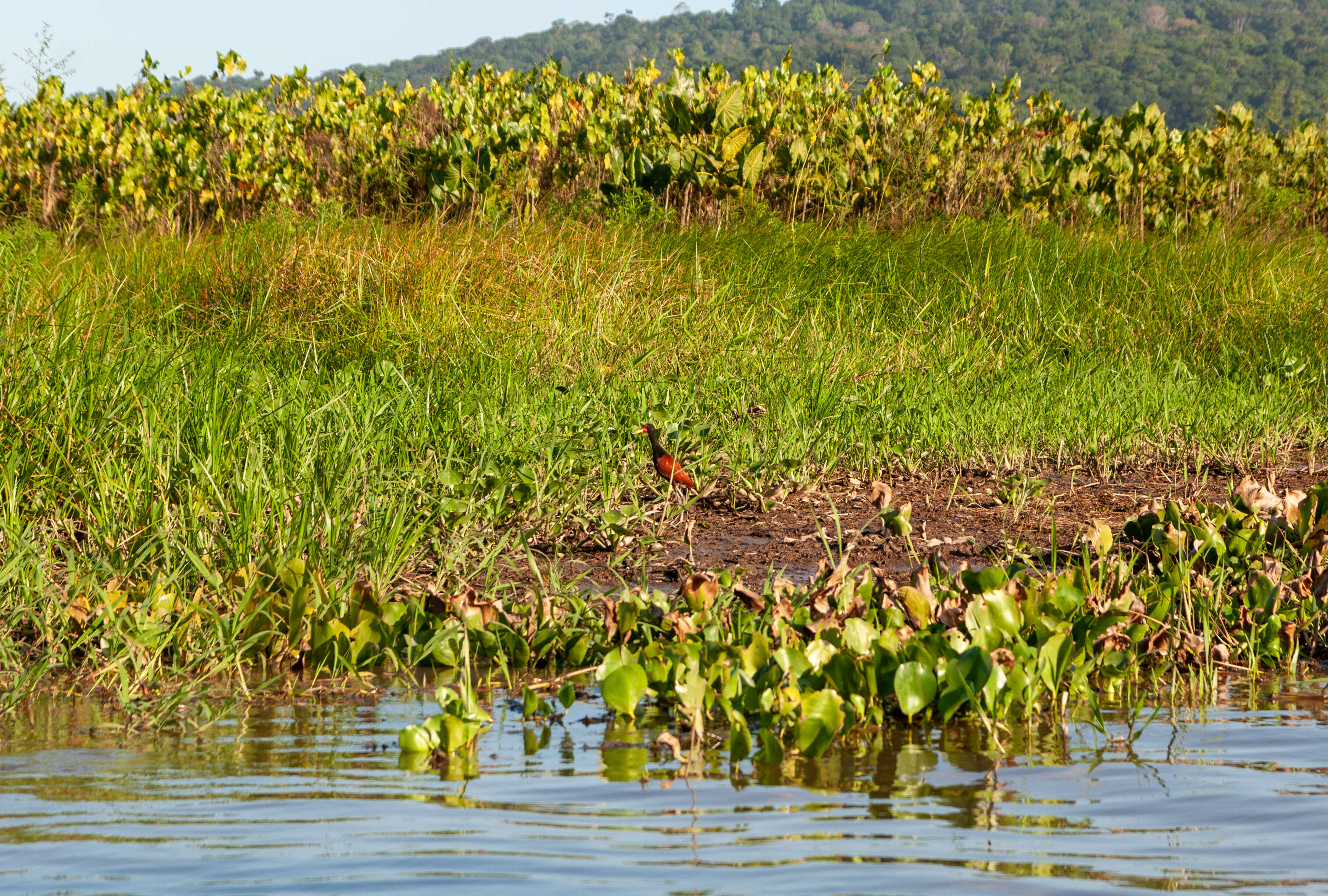 Image of Wattled Jacana