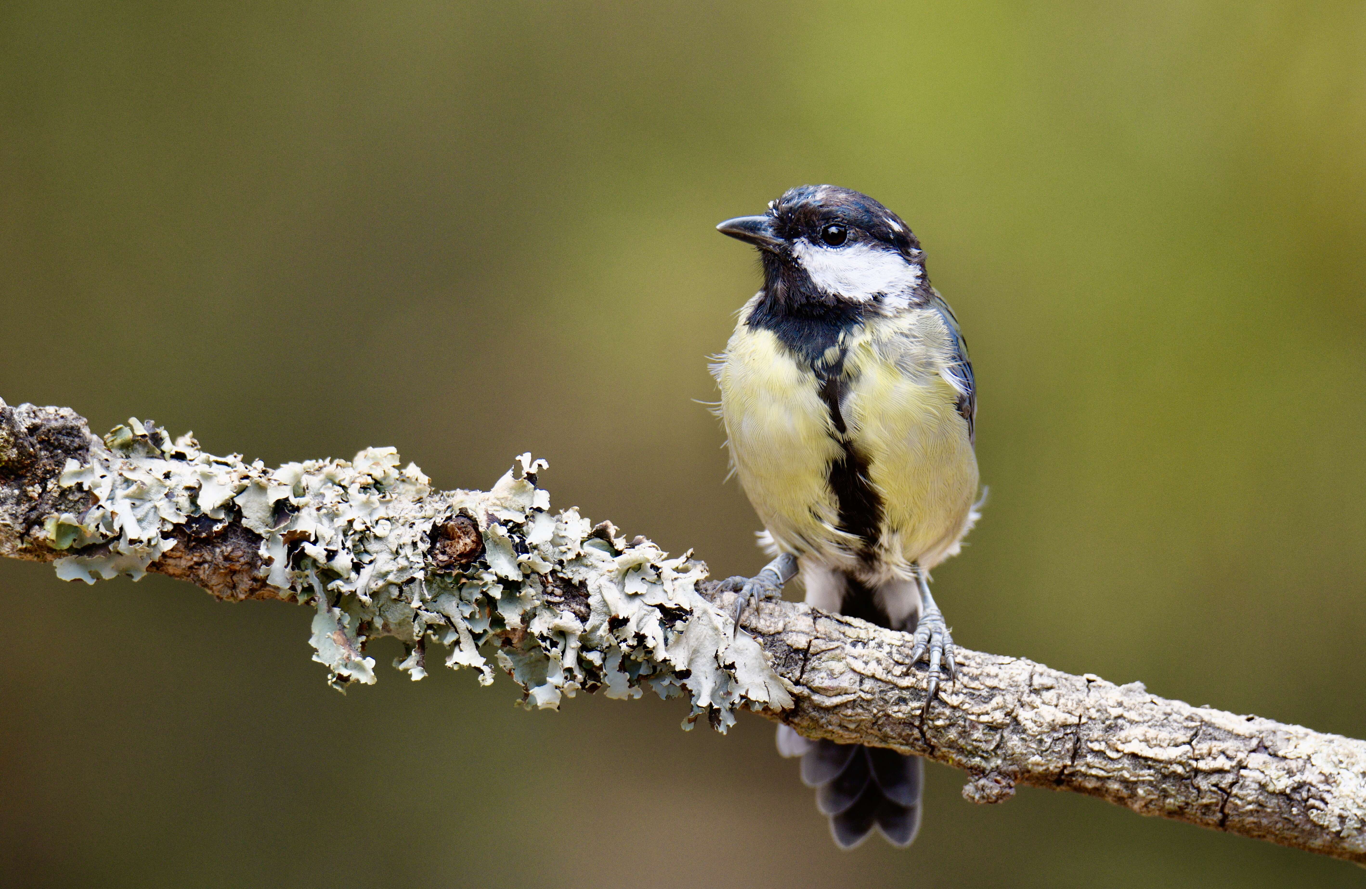 Image of Great Tit