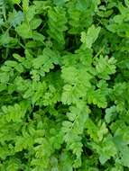 Image of musky stork's bill