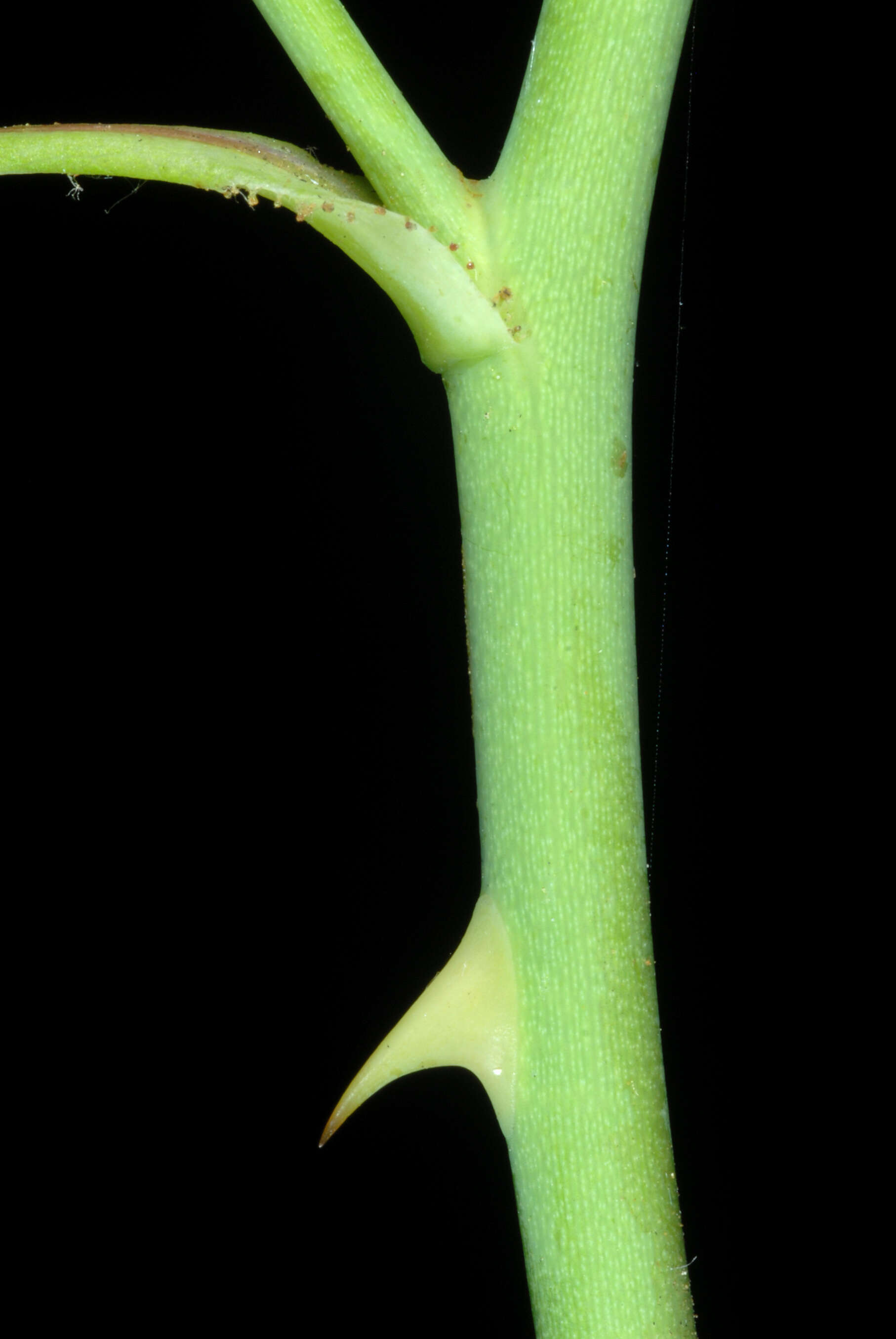 Image of climbing rose