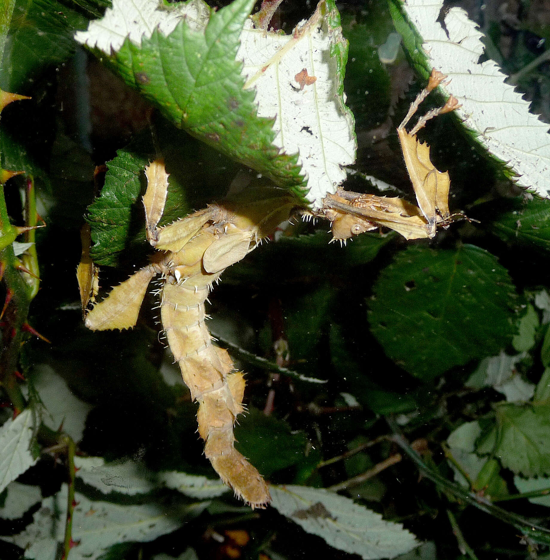 Image of giant stick insect