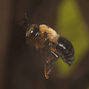 Image of Eastern Carpenter Bee