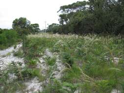 Image of Austrostipa mollis (R. Br.) S. W. L. Jacobs & J. Everett