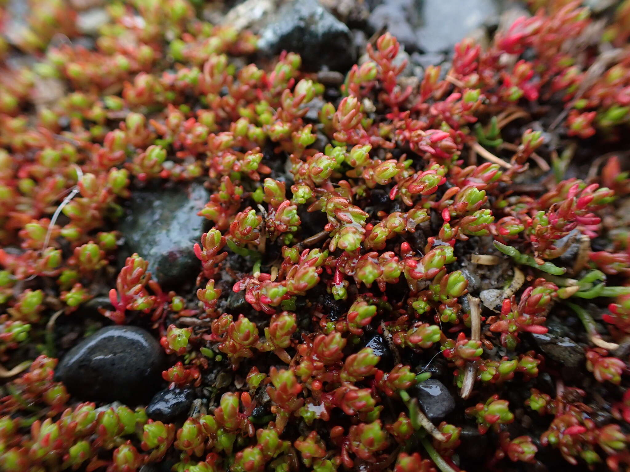 Crassula tillaea Lester-Garland resmi