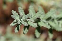 Sivun Teucrium polium L. kuva