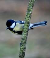 Image of Great Tit