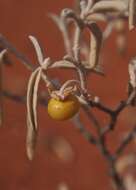 Image of Solanum esuriale Lindl.