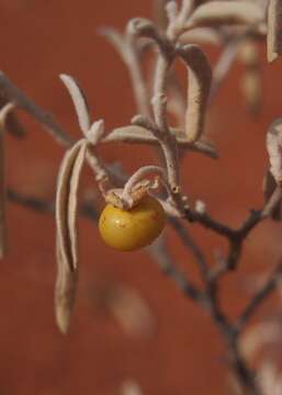 Image of Solanum esuriale Lindl.