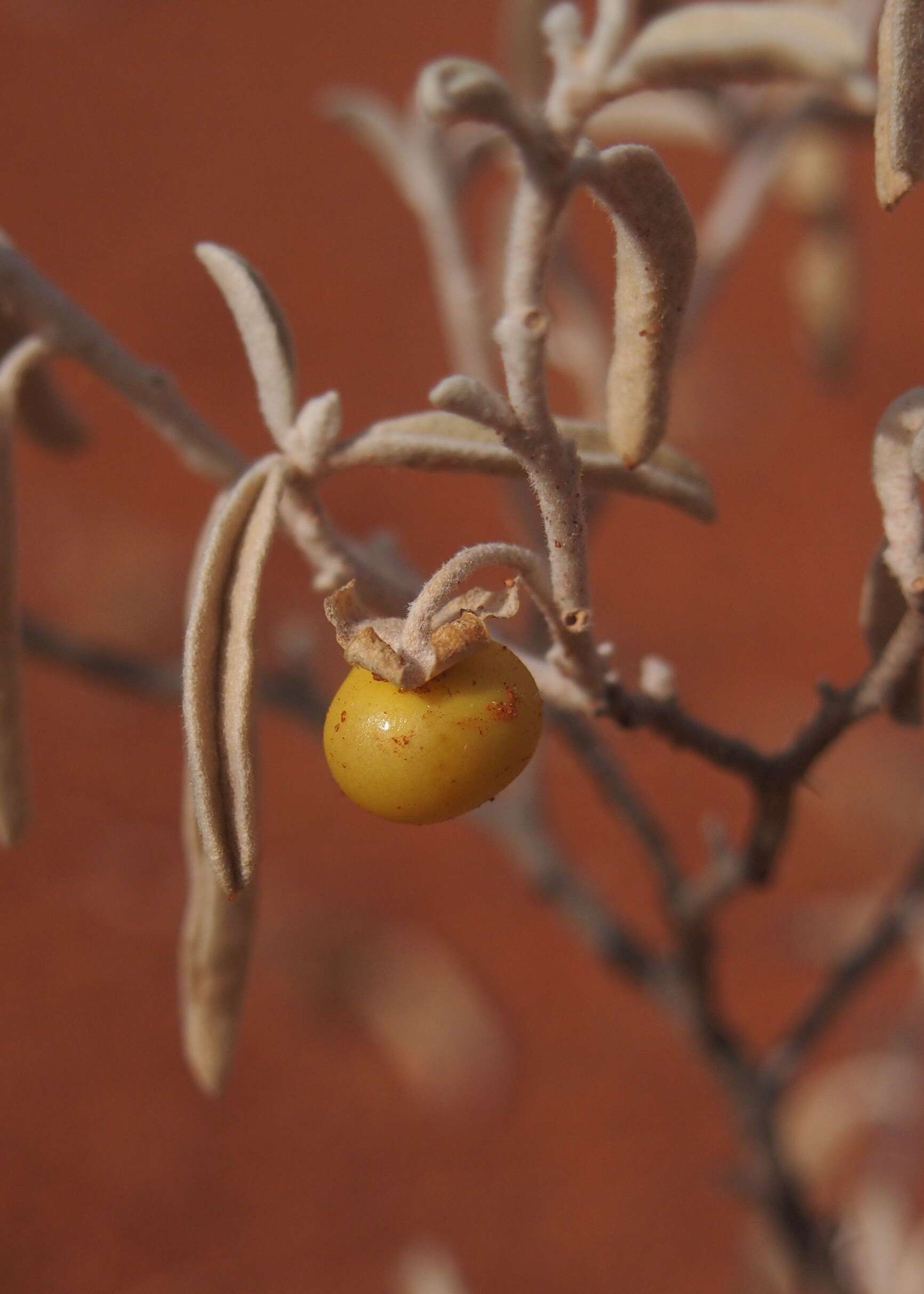 Image of Solanum esuriale Lindl.