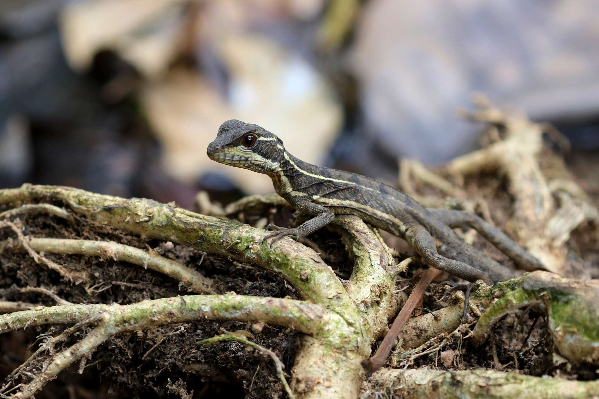 Image of Common Basilisk