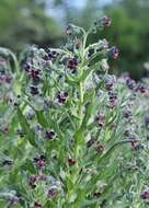 Plancia ëd Cynoglossum officinale L.