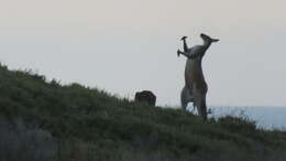 Macropus fuliginosus (Desmarest 1817) resmi