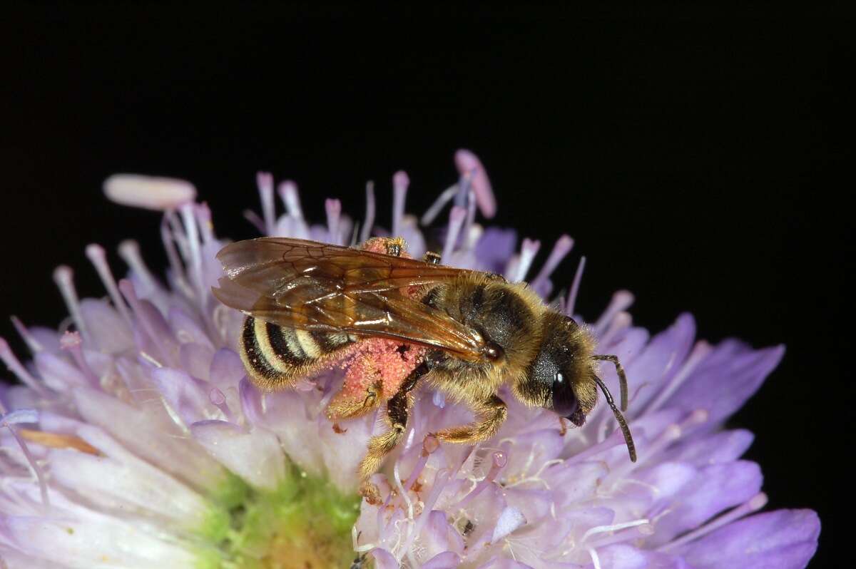 Image of Halictus scabiosae (Rossi 1790)