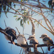 Image of Kookaburra