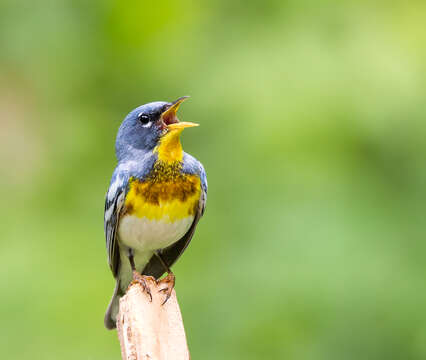 Image of Northern Parula