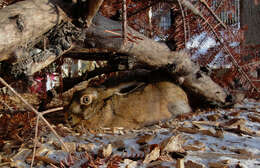 Image of brown hare, european hare