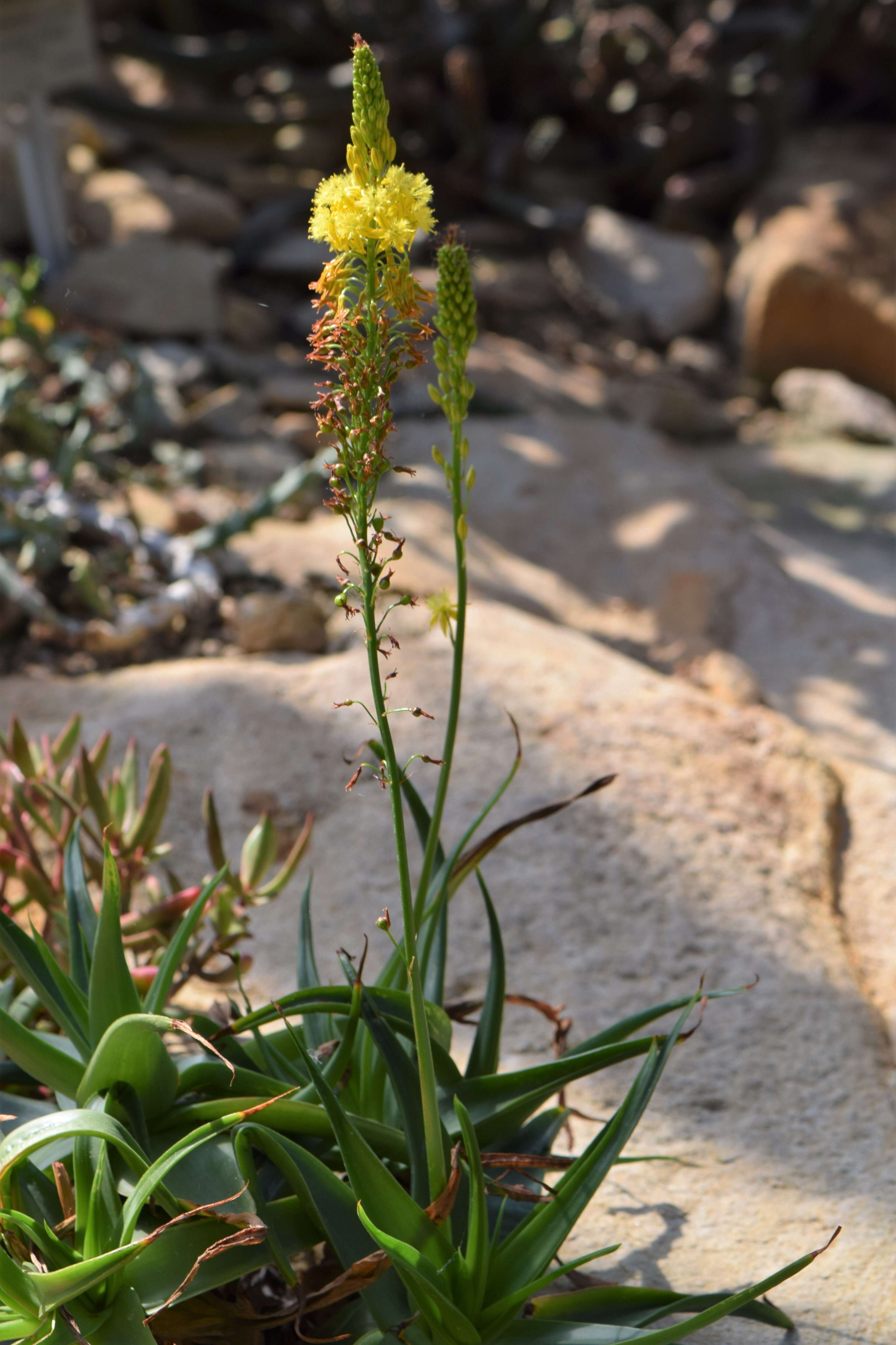 Imagem de Bulbine alooides (L.) Willd.