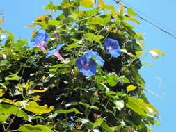 Sivun Ipomoea indica (J. Burman) Merr. kuva