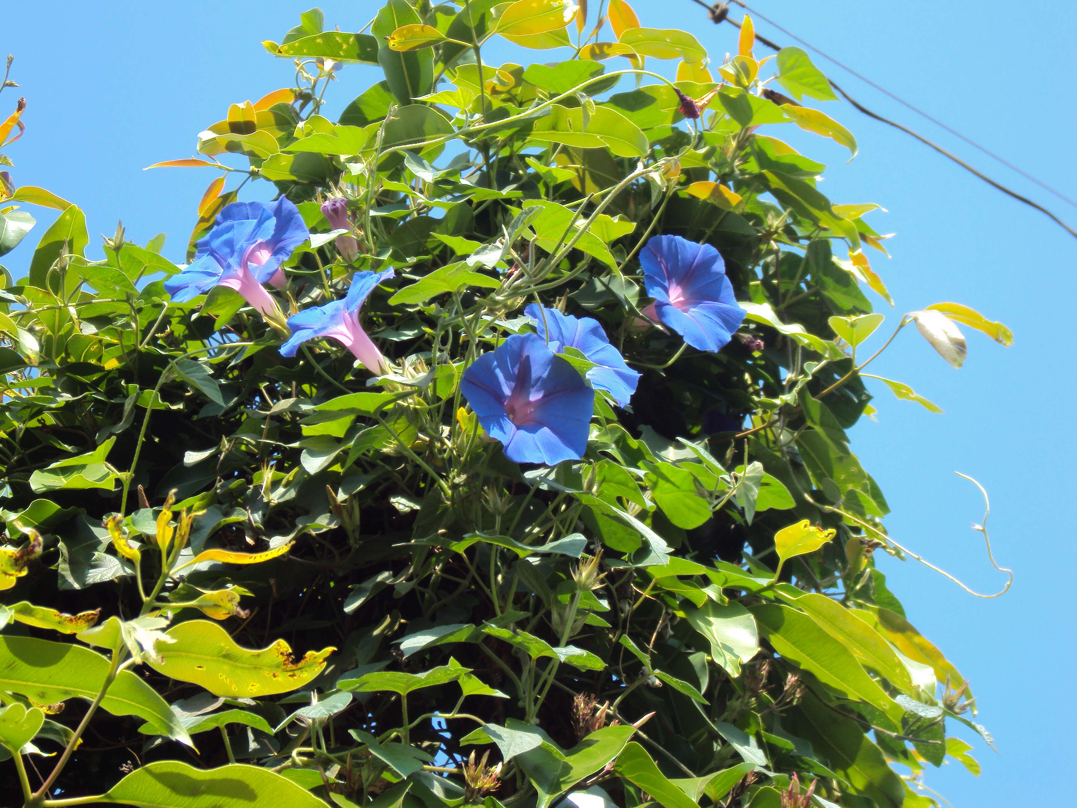 Sivun Ipomoea indica (J. Burman) Merr. kuva