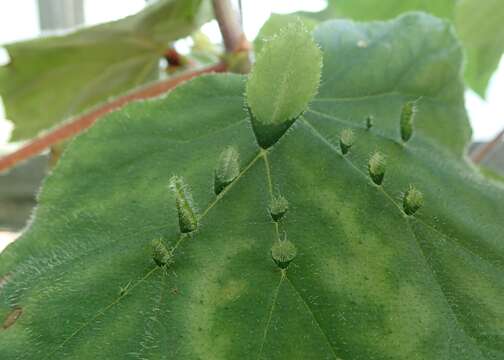 Image of Begonia hispida Schott ex A. DC.