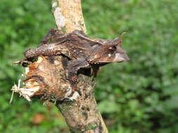 Image of Guenther's Horned Frog