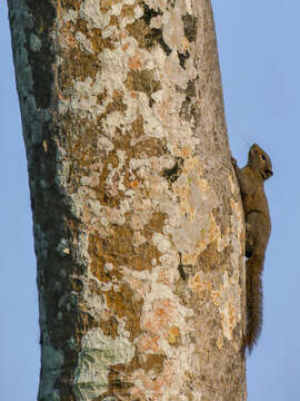 Image of Hoary-bellied Squirrel