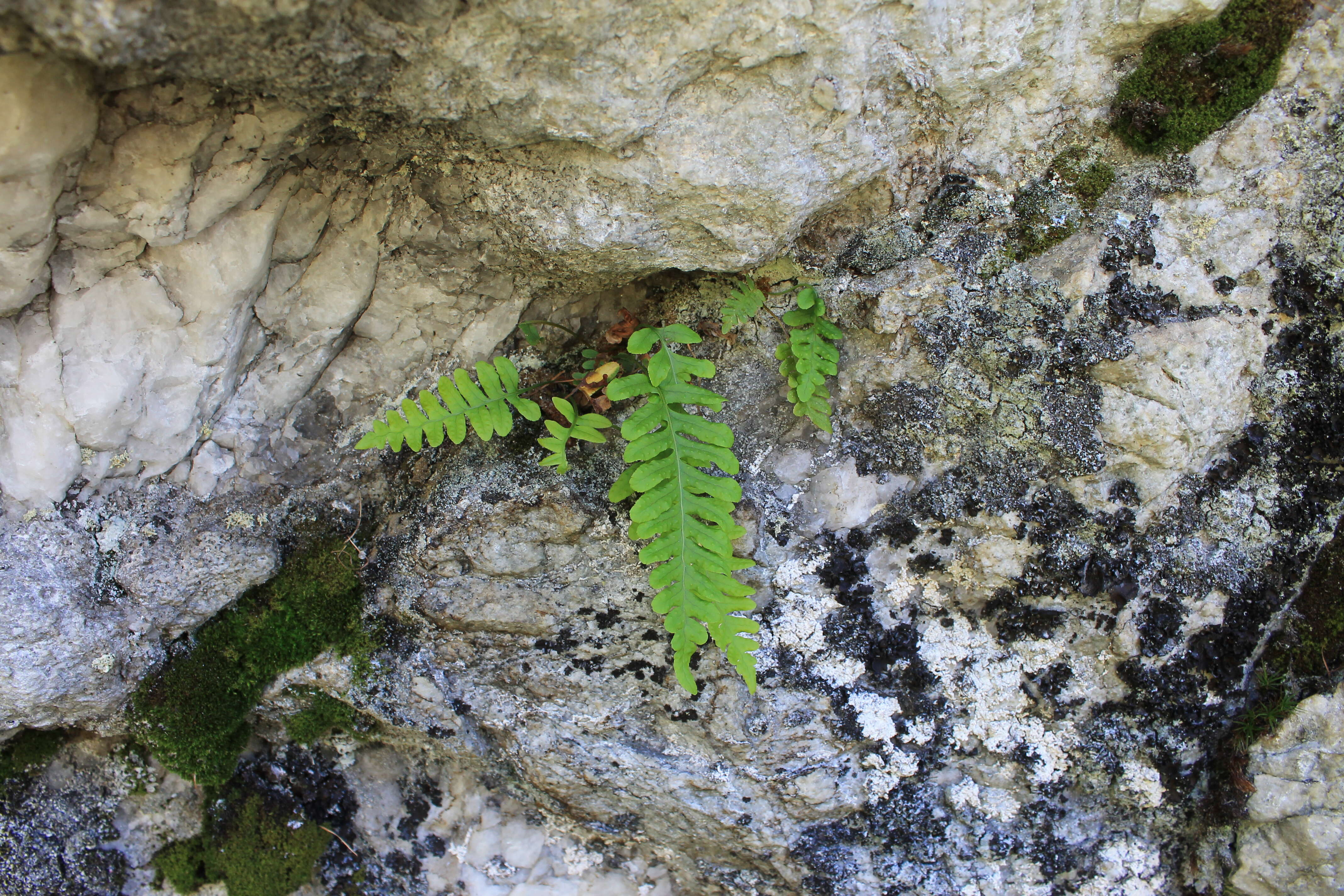 Image of common polypody