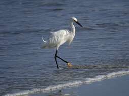 Image de Aigrette neigeuse