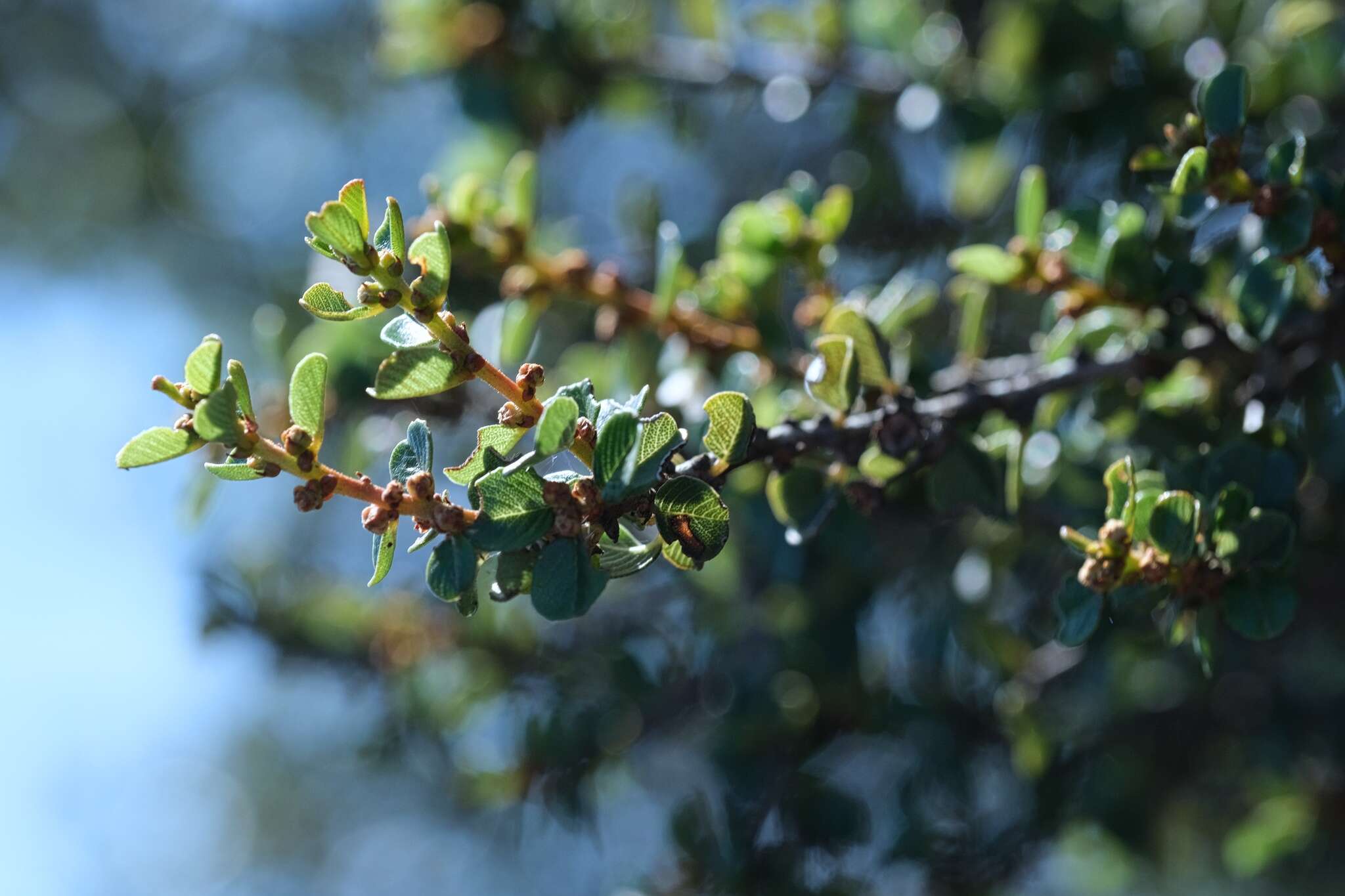 Image of barranca brush